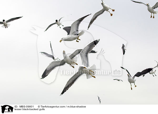 lesser black-backed gulls / MBS-09801