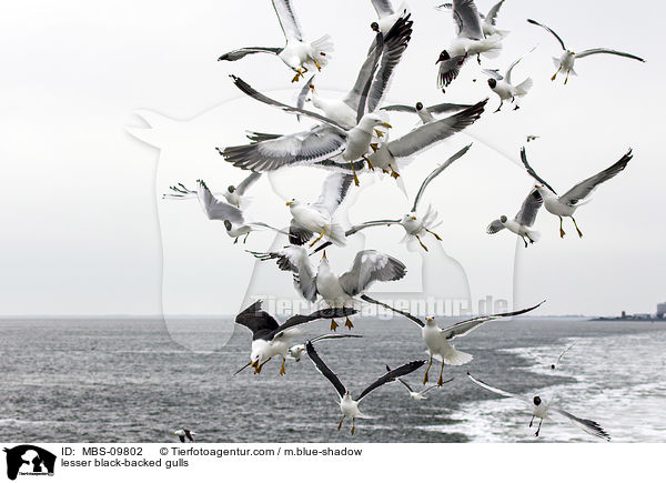 lesser black-backed gulls / MBS-09802