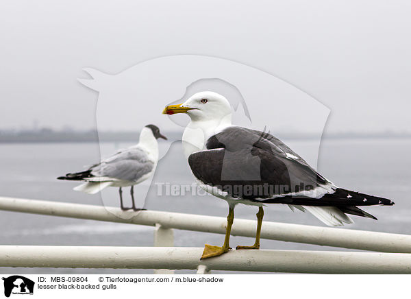 lesser black-backed gulls / MBS-09804