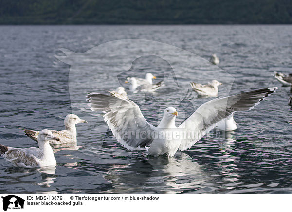 lesser black-backed gulls / MBS-13879