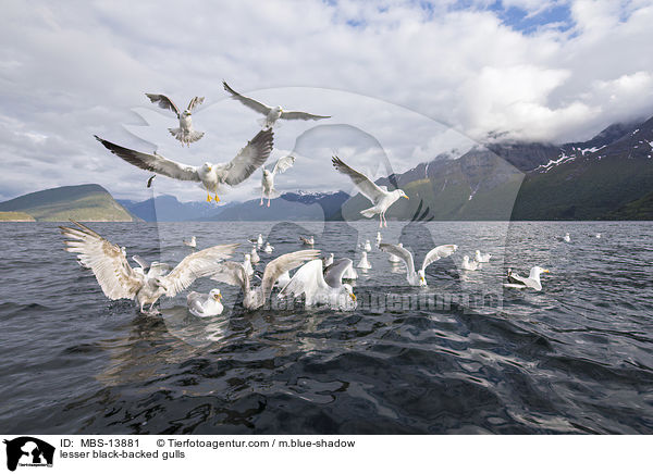 lesser black-backed gulls / MBS-13881