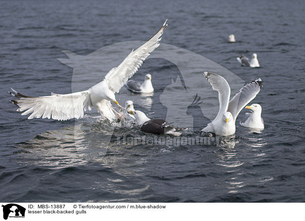 lesser black-backed gulls / MBS-13887