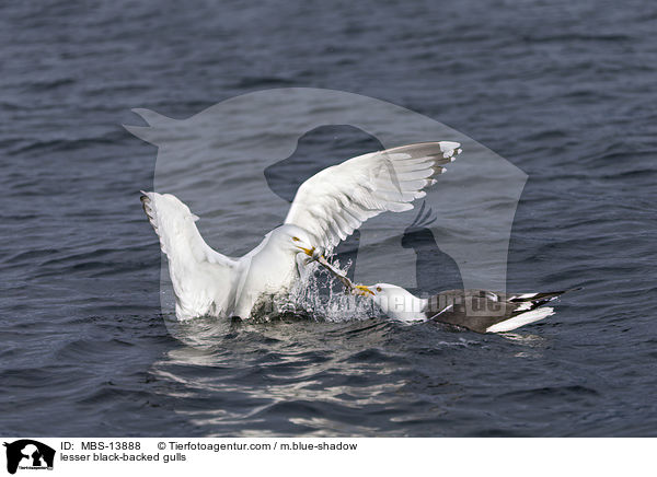 lesser black-backed gulls / MBS-13888