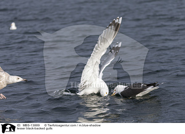 lesser black-backed gulls / MBS-13889