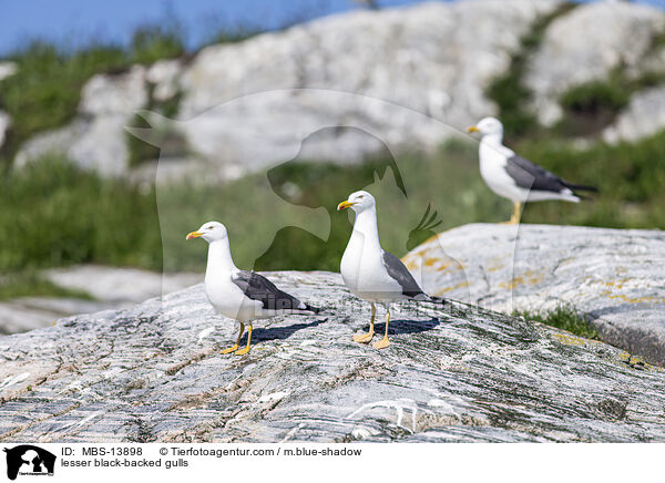 lesser black-backed gulls / MBS-13898