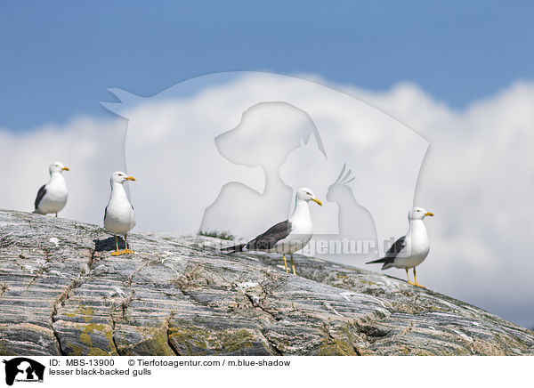 lesser black-backed gulls / MBS-13900