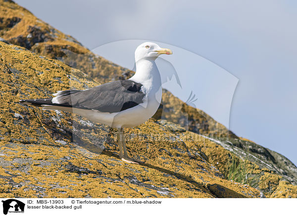 lesser black-backed gull / MBS-13903