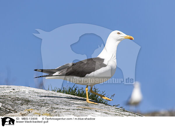 lesser black-backed gull / MBS-13906