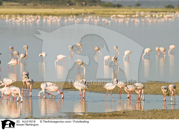 Zwergflamingos / lesser flamingos / HJ-01619