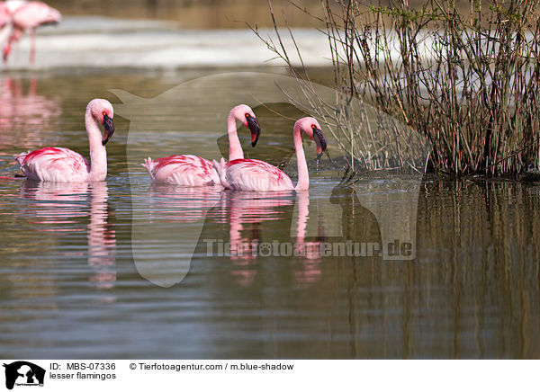 Zwergflamingos / lesser flamingos / MBS-07336