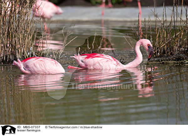 Zwergflamingos / lesser flamingos / MBS-07337