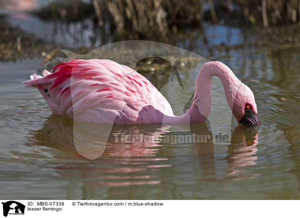 lesser flamingo / MBS-07338