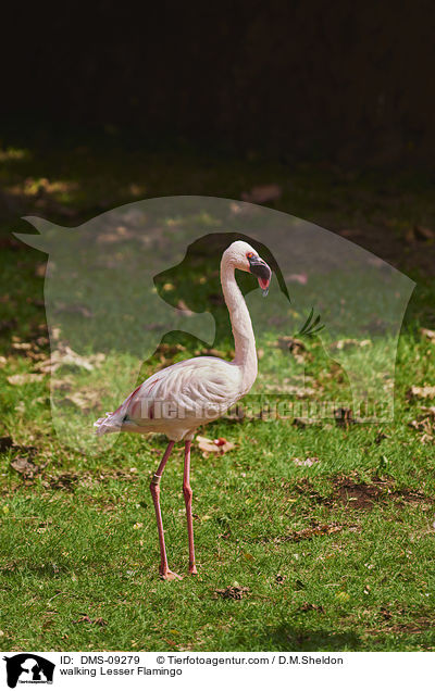 walking Lesser Flamingo / DMS-09279