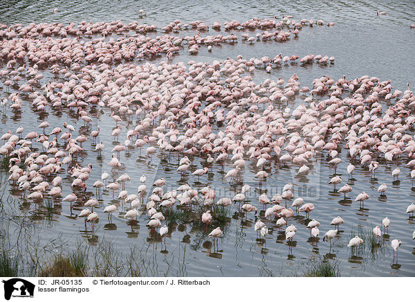 lesser flamingos / JR-05135