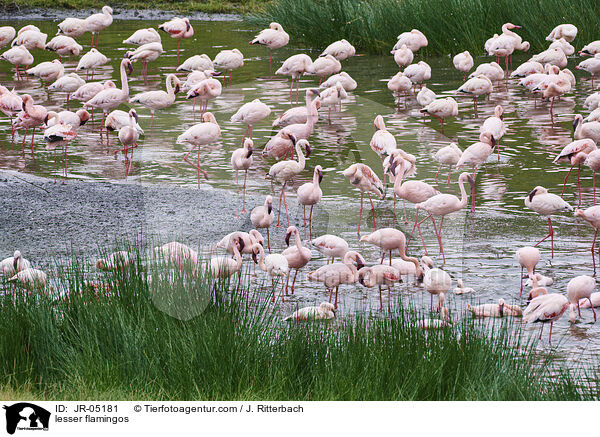 lesser flamingos / JR-05181