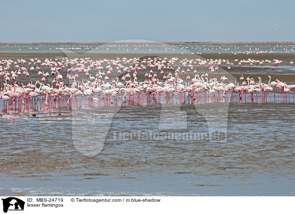 lesser flamingos / MBS-24719