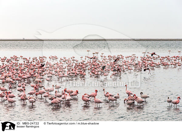 lesser flamingos / MBS-24722