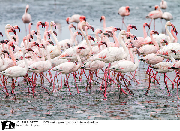 lesser flamingos / MBS-24775