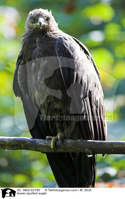lesser spotted eagle / MAZ-02180