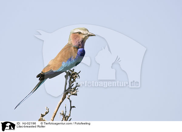 Lilac-breasted Roller / HJ-02196