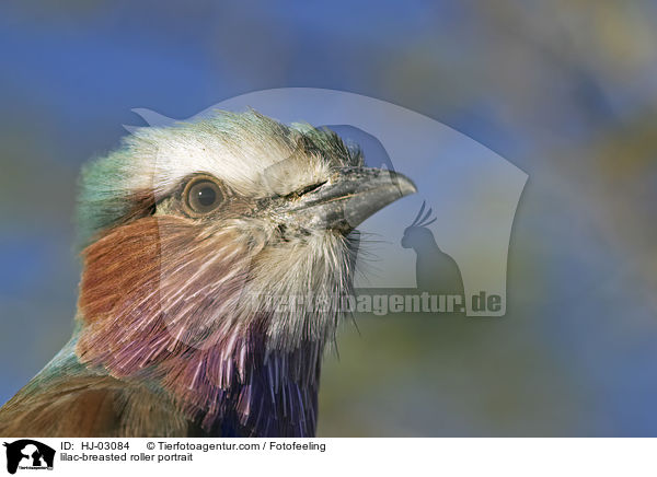 lilac-breasted roller portrait / HJ-03084