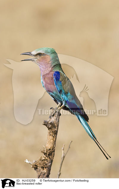 lilac-breasted roller / HJ-03259