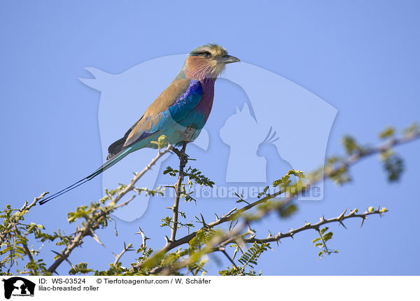 lilac-breasted roller / WS-03524
