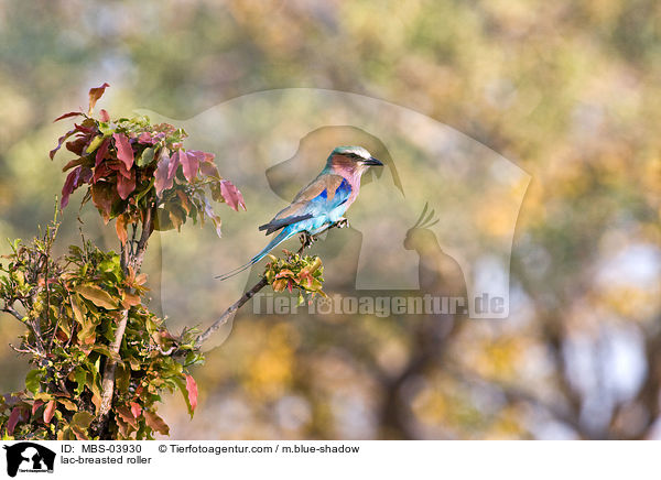 lac-breasted roller / MBS-03930