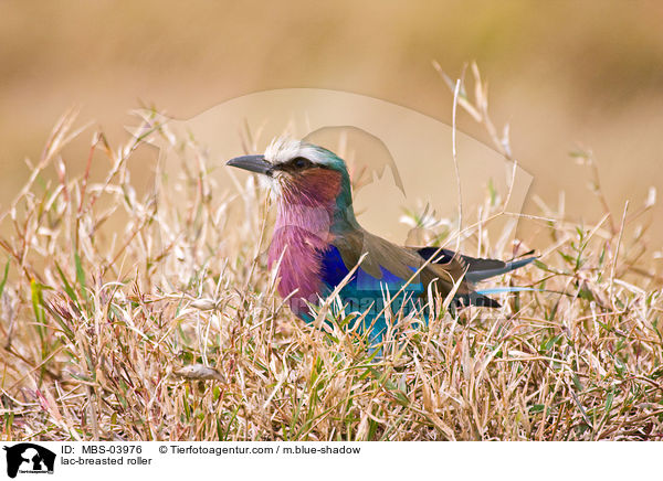 lac-breasted roller / MBS-03976