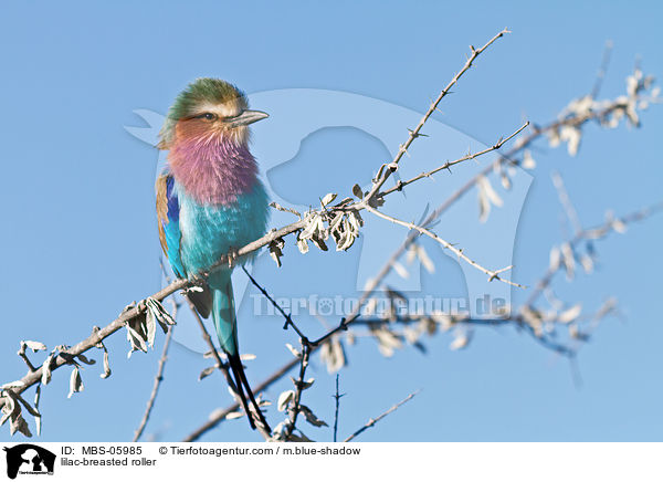 lilac-breasted roller / MBS-05985