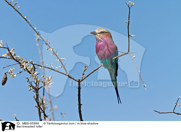 lilac-breasted roller / MBS-05988