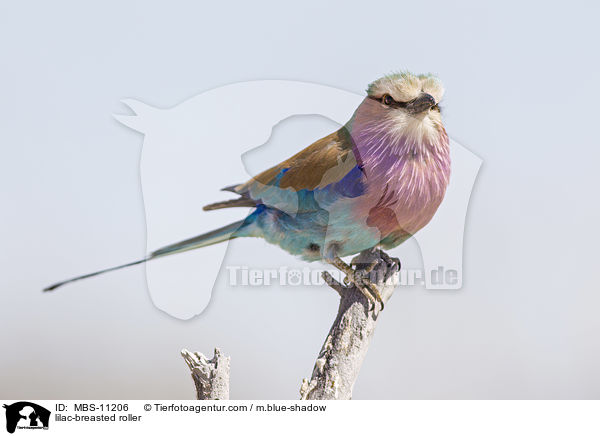 lilac-breasted roller / MBS-11206