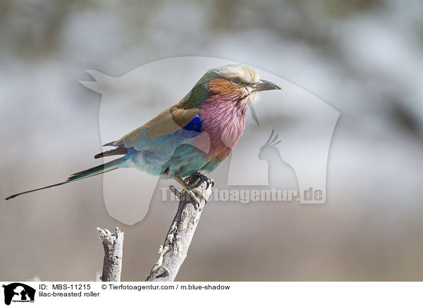 lilac-breasted roller / MBS-11215