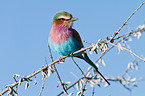 lilac-breasted roller