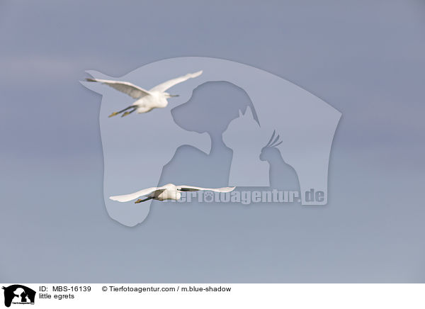Seidenreiher / little egrets / MBS-16139