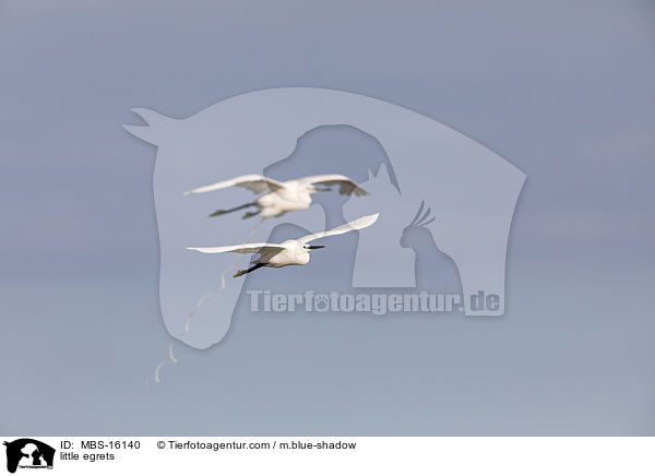 little egrets / MBS-16140