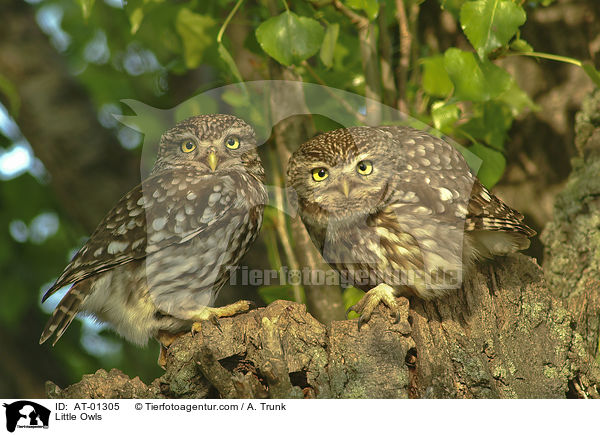 Little Owls / AT-01305