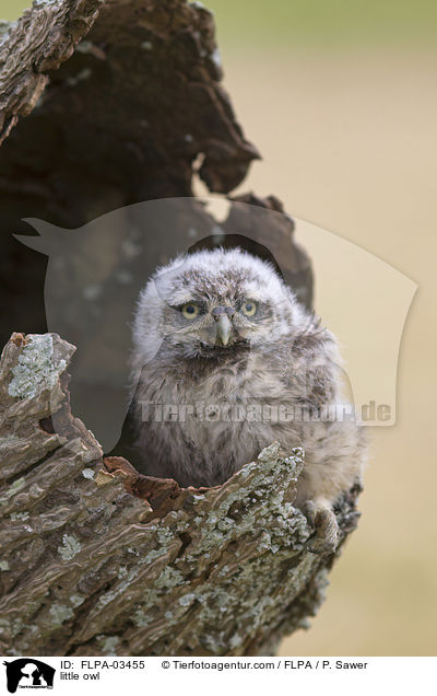 little owl / FLPA-03455