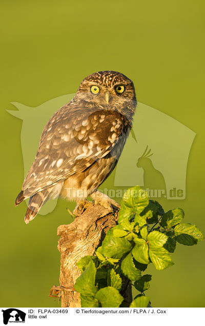 little owl / FLPA-03469