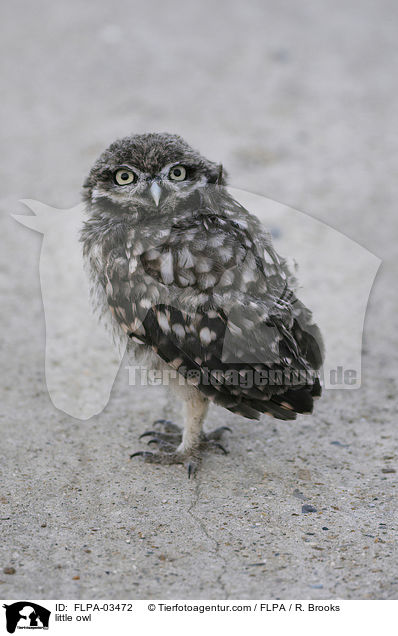 little owl / FLPA-03472