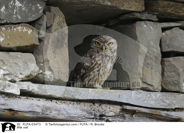 Steinkauz / little owl / FLPA-03473