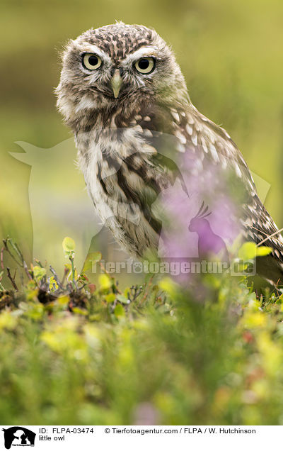 Steinkauz / little owl / FLPA-03474