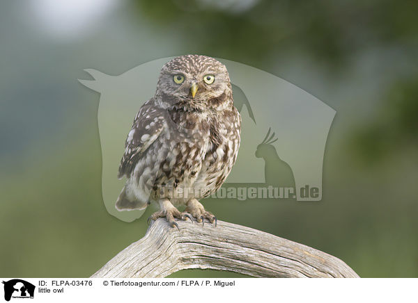 Steinkauz / little owl / FLPA-03476