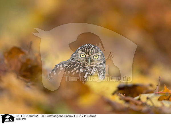 little owl / FLPA-03492