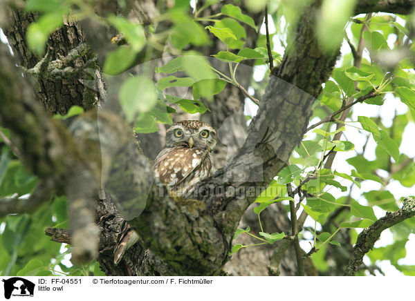 little owl / FF-04551