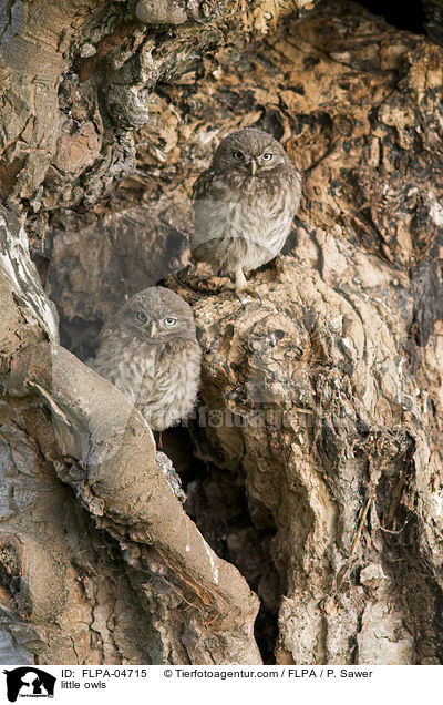 Steink�uze / little owls / FLPA-04715