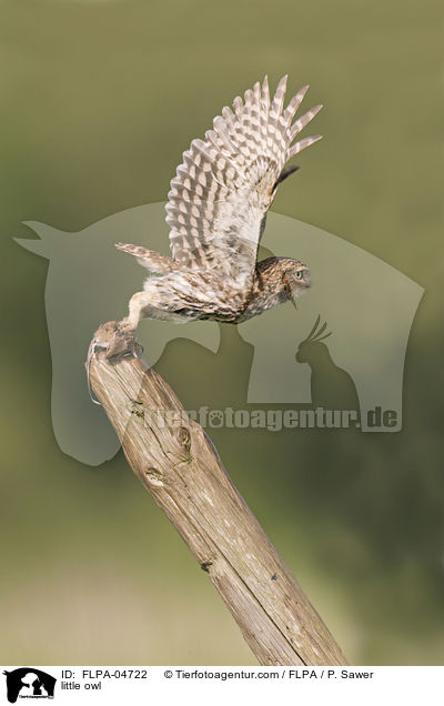 Steinkauz / little owl / FLPA-04722
