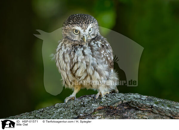 Steinkauz / little Owl / HSP-01571