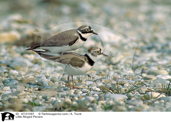 Little Ringed Plovers / AT-01097