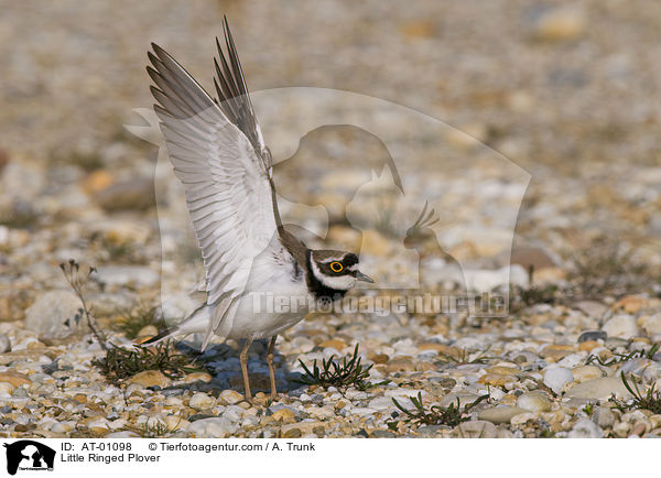 Little Ringed Plover / AT-01098